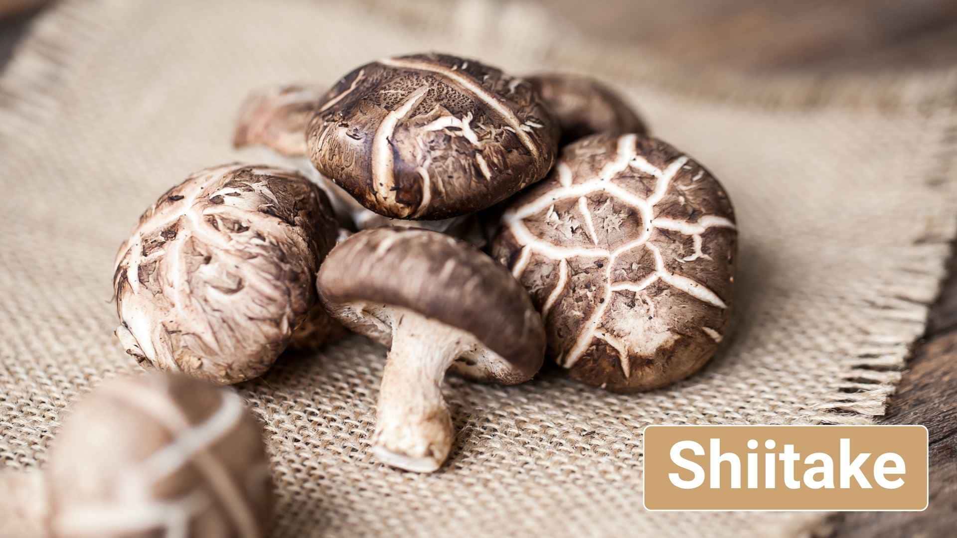 shiitake para perros